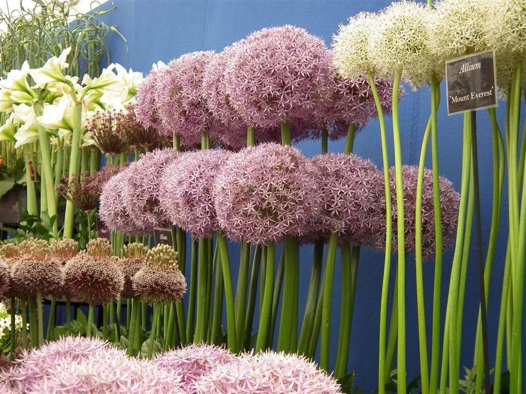 Floral marquee in the long water area 7